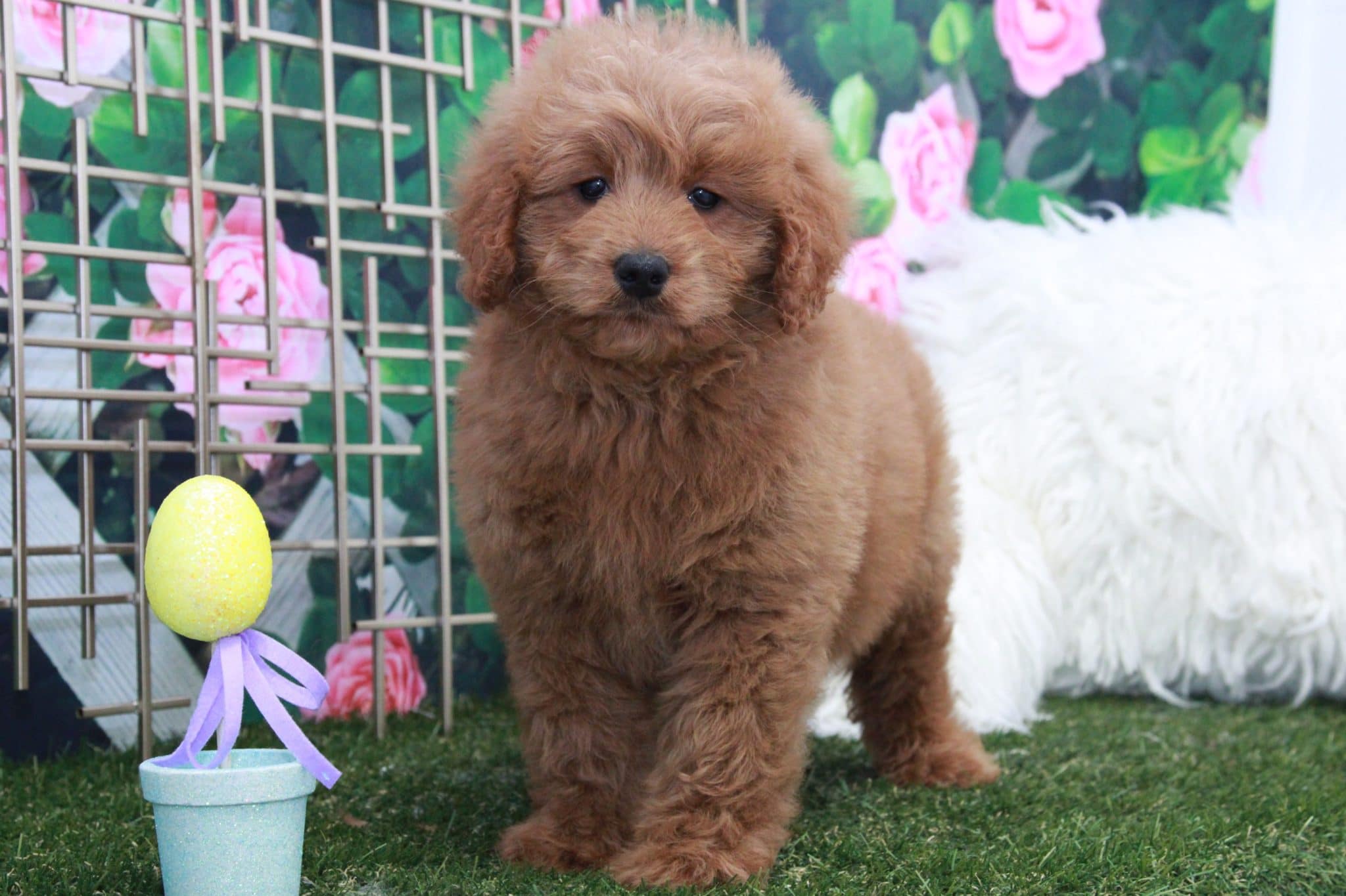 Friar - Handsome Male Mini Goldendoodle Puppy - Image 2