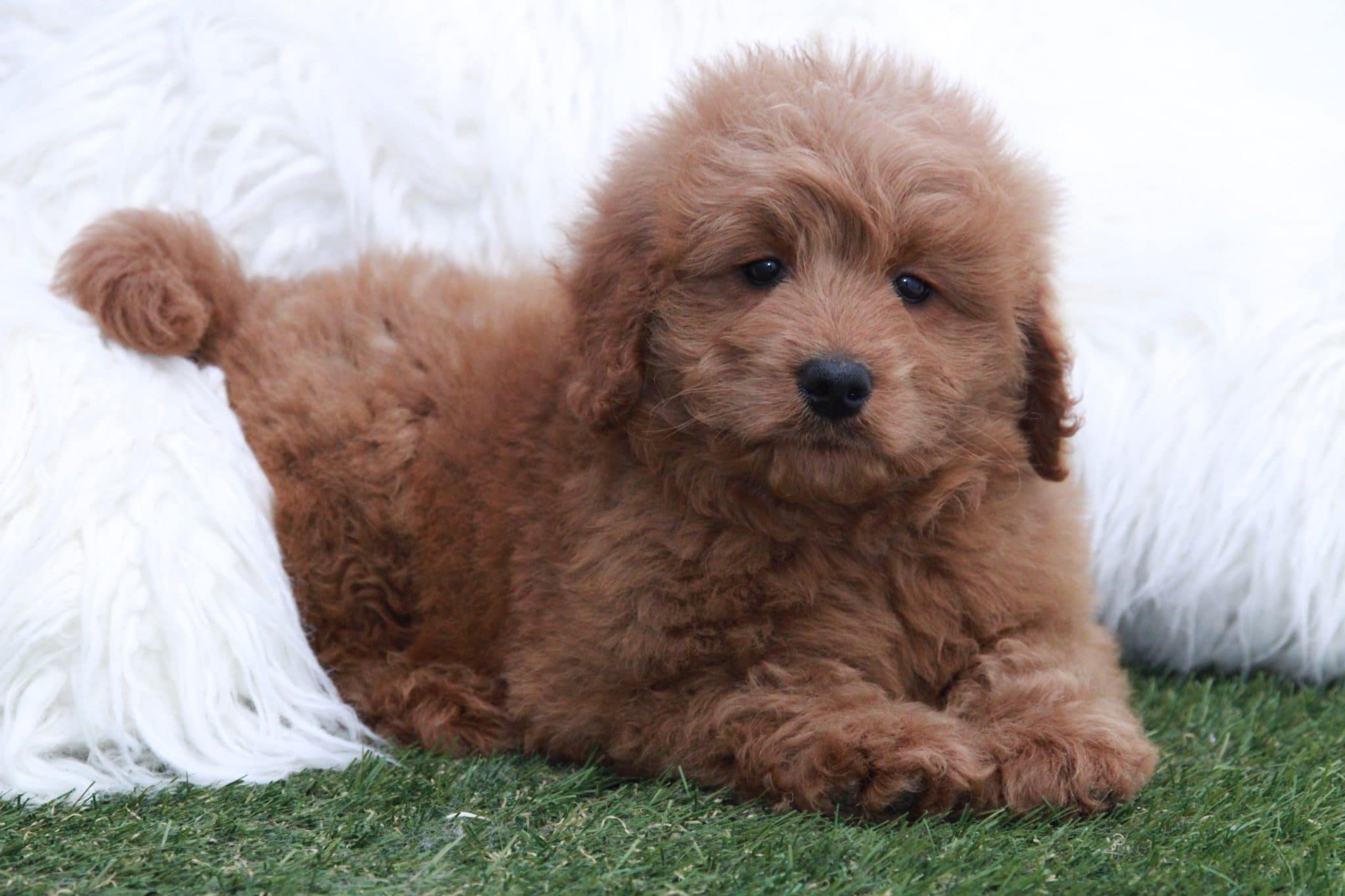 Friar - Handsome Male Mini Goldendoodle Puppy - Image 3