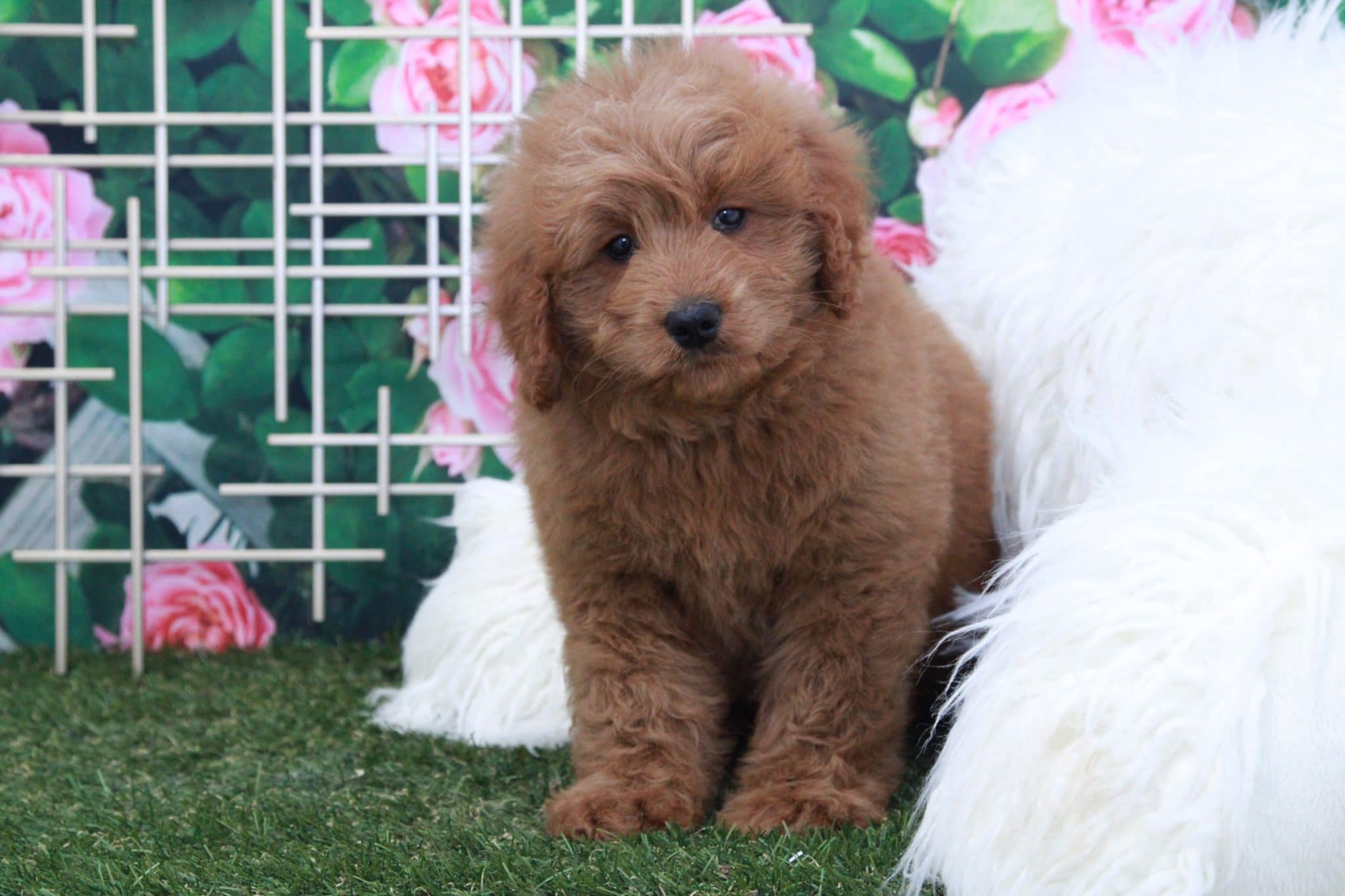 Friar - Handsome Male Mini Goldendoodle Puppy