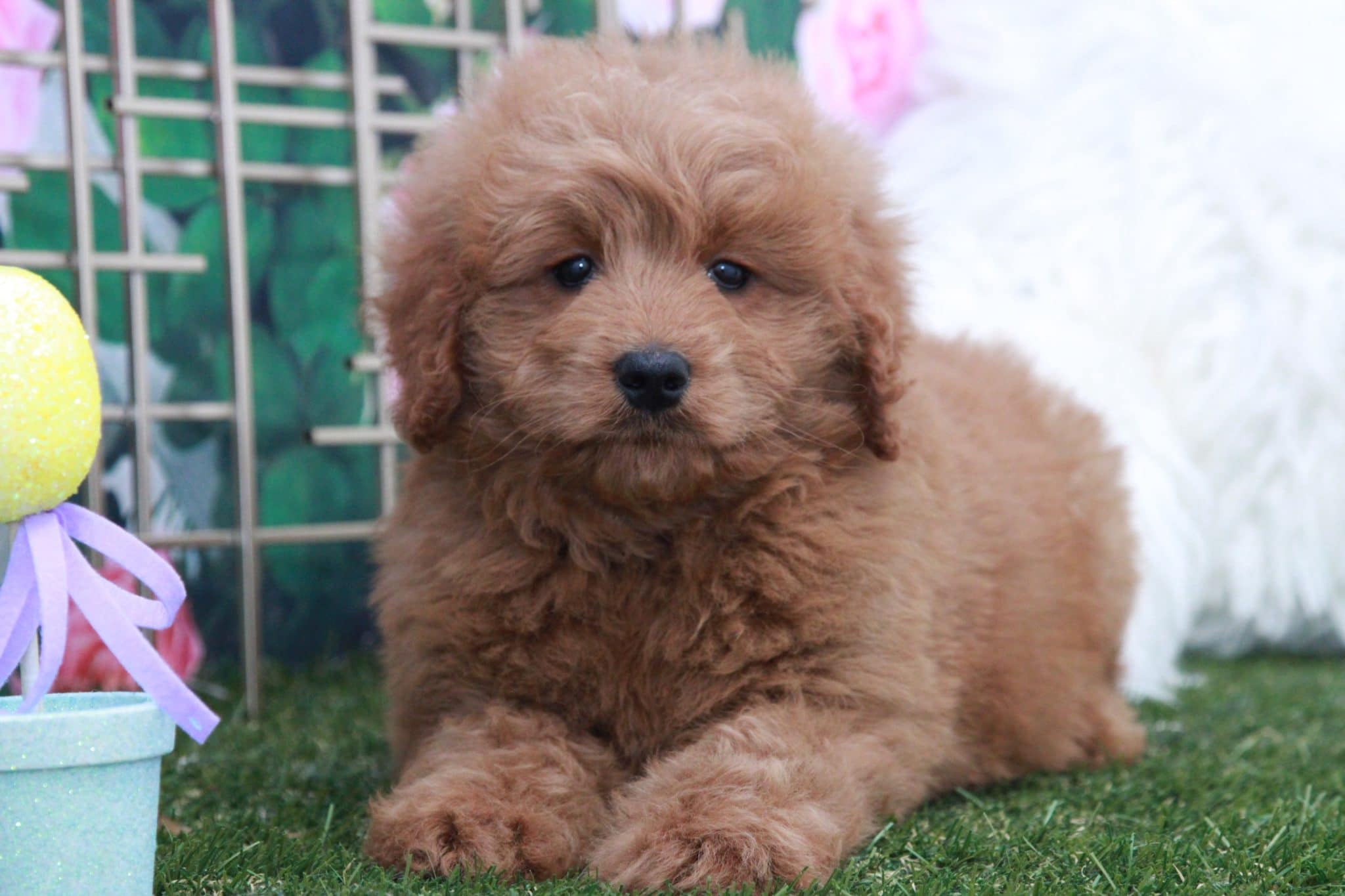 Friar - Handsome Male Mini Goldendoodle Puppy - Image 5