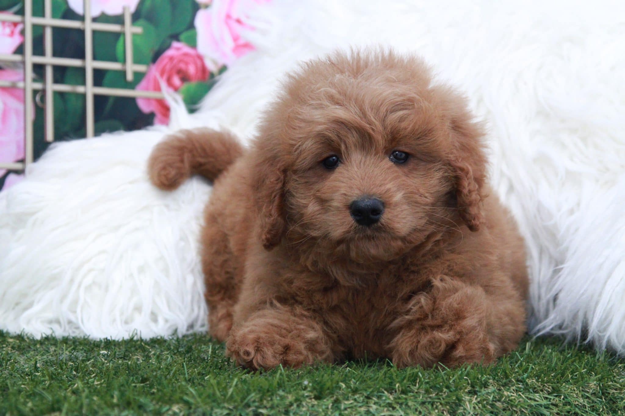 Friar - Handsome Male Mini Goldendoodle Puppy - Image 6