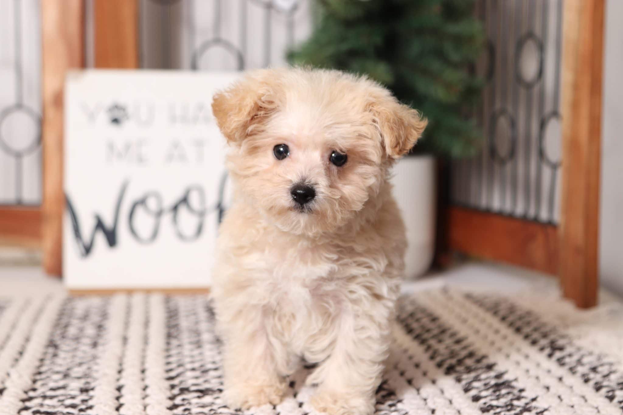 Frost - Happy Little Male Yorkie-Poo Puppy