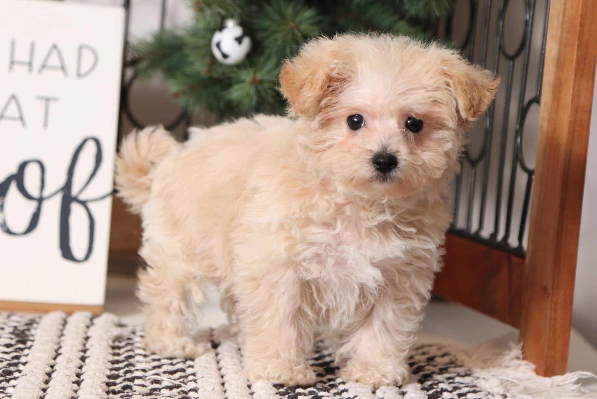Frost - Happy Little Male Yorkie-Poo Puppy - Image 3