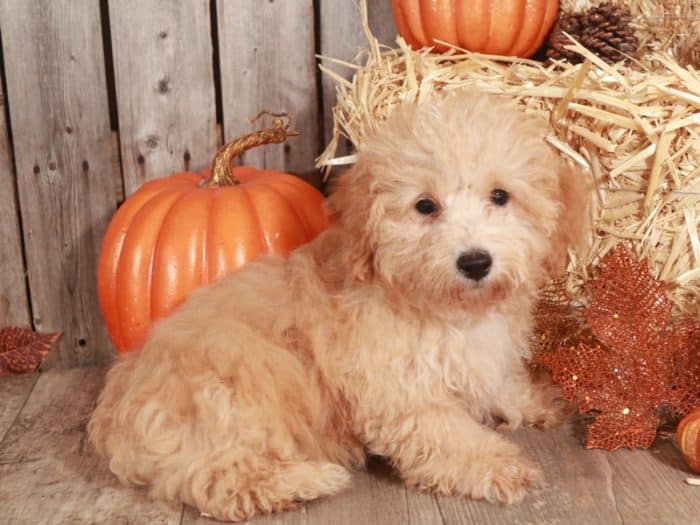 Frost - AKC Toy Poodle - Image 2