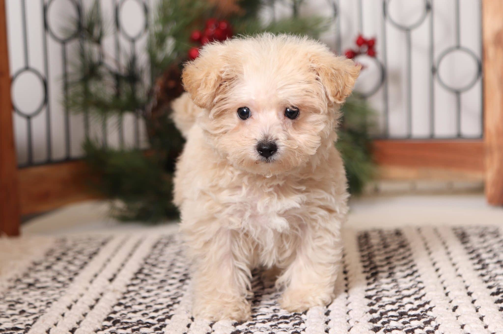 Frost - Happy Little Male Yorkie-Poo Puppy - Image 4
