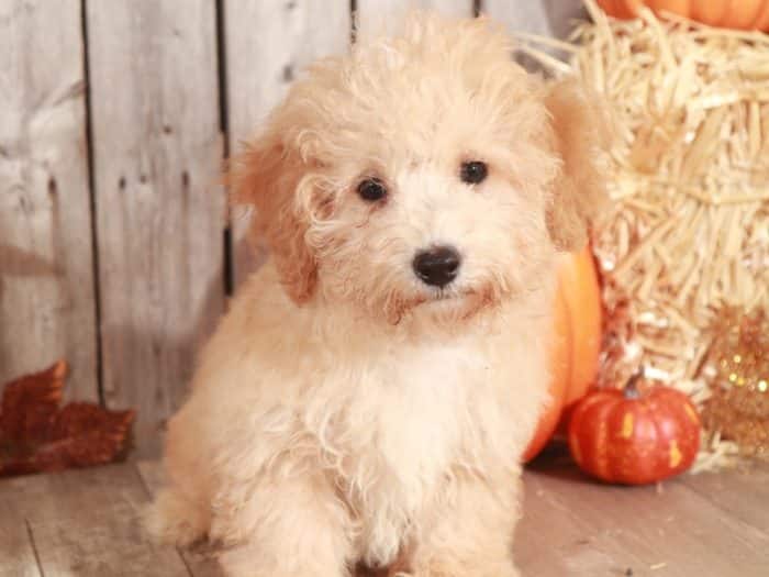 Frost - AKC Toy Poodle