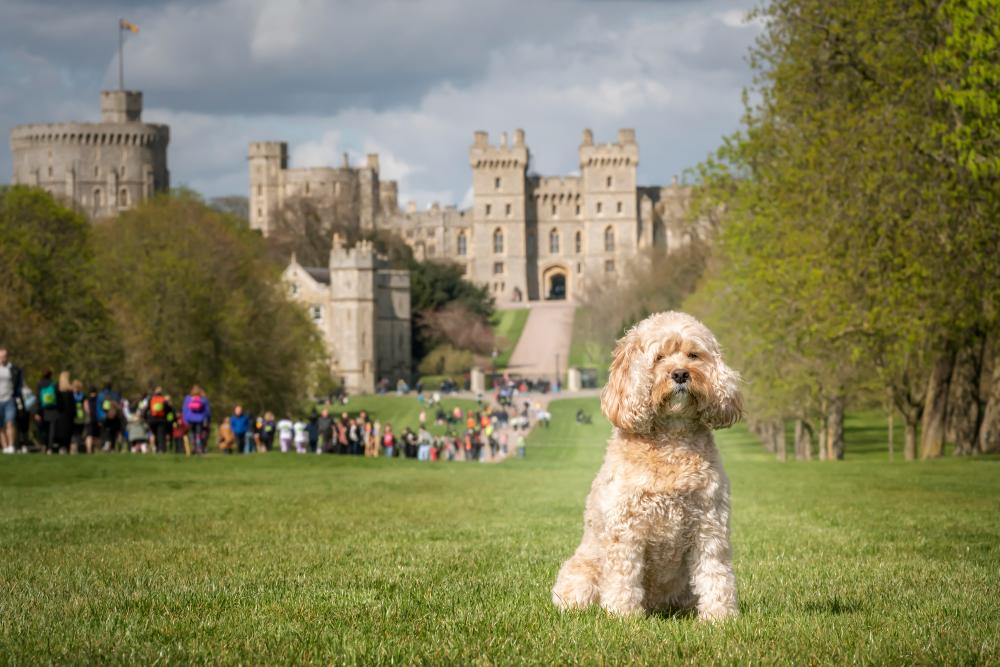 Full-Grown Size Of Cavapoos