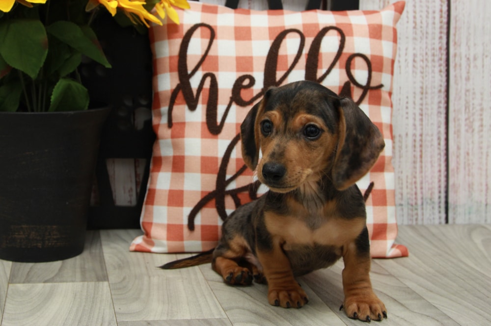 Goofy- Playful Dapple ACA Male Dachshund Puppy