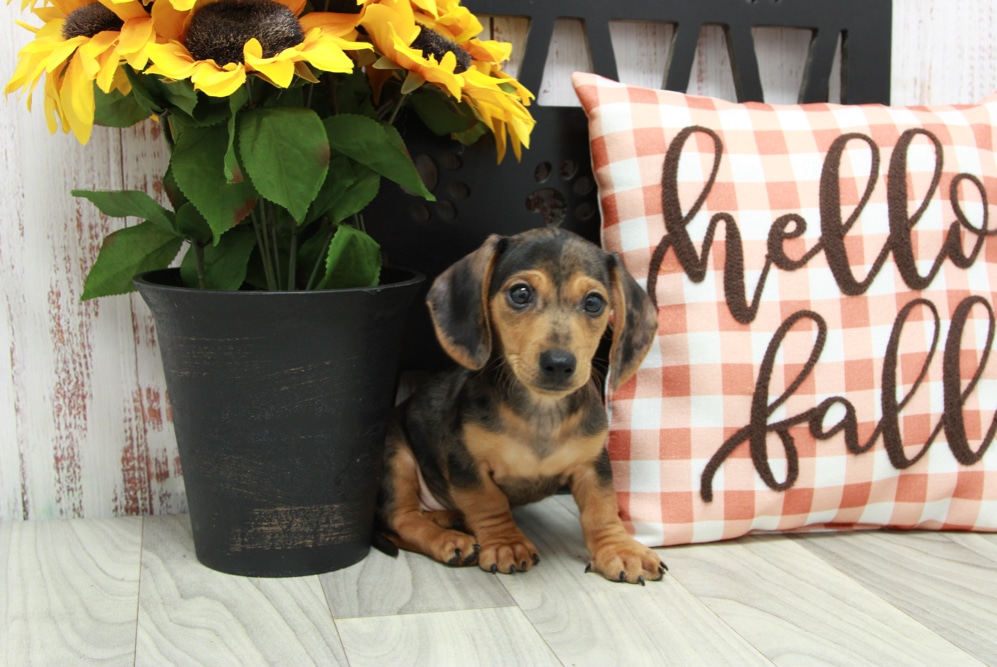Goofy- Playful Dapple ACA Male Dachshund Puppy - Image 2