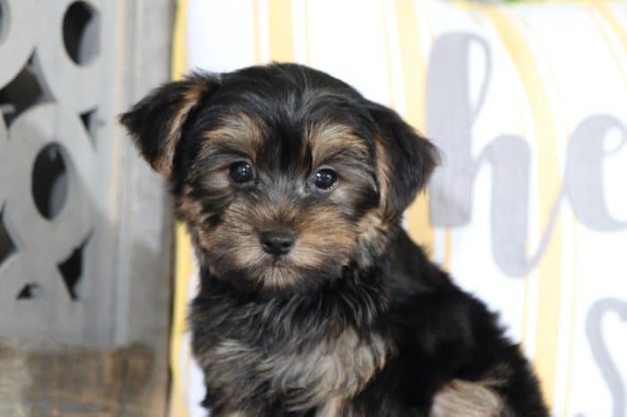 Gabe - Captivating Yorkie - Image 3