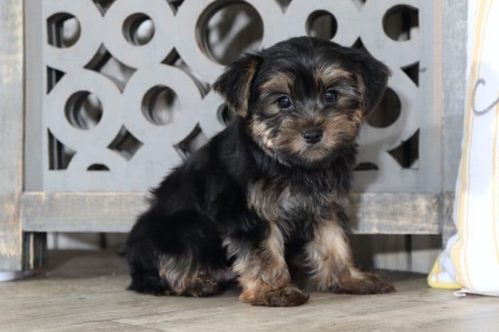 Gabe - Captivating Yorkie