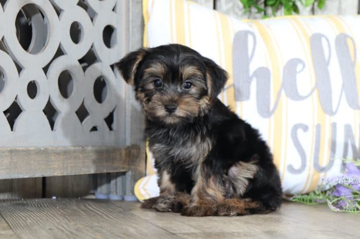 Gabe - Captivating Yorkie - Image 4