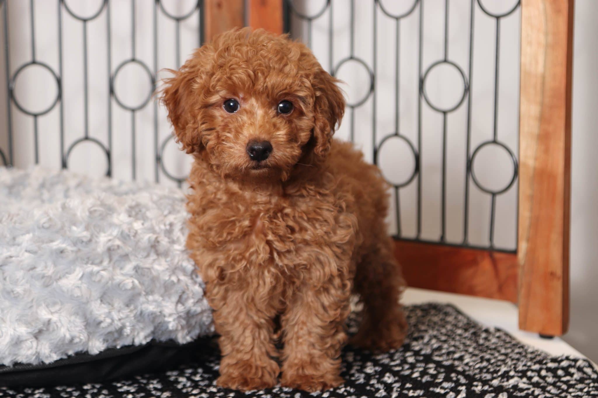 Gadget- Loving Little Mini Red Male ACA Poodle Puppy