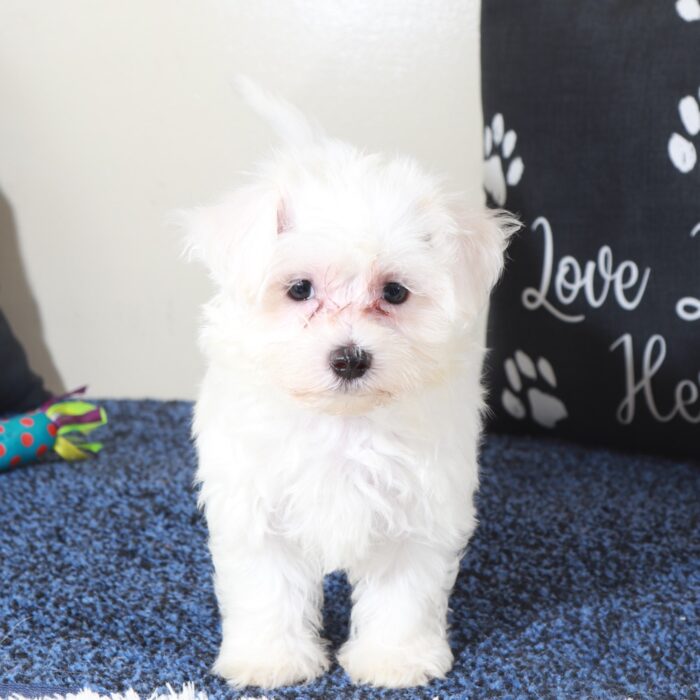 Gage-Precious Male Maltese Puppy - Image 2
