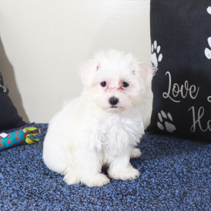 Gage-Precious Male Maltese Puppy - Image 3