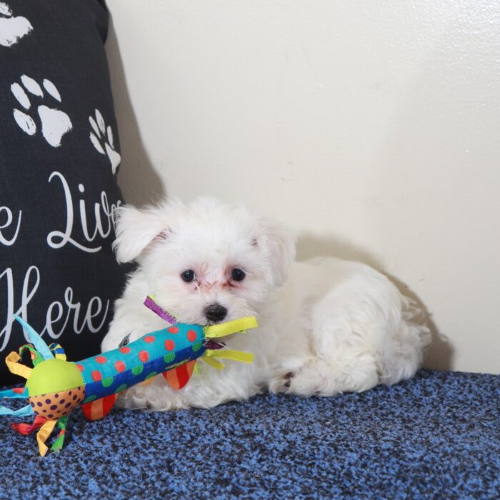 Gage-Precious Male Maltese Puppy - Image 5
