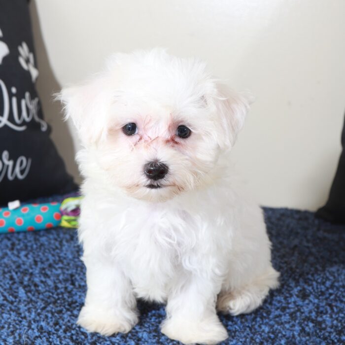 Gage-Precious Male Maltese Puppy - Image 6