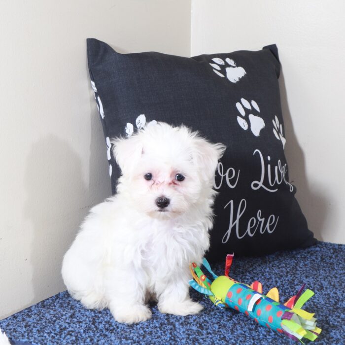 Gage-Precious Male Maltese Puppy - Image 7