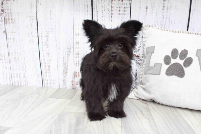 Gale- Beautiful Female Morkie Puppy