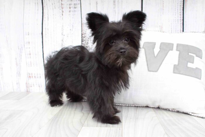 Gale- Beautiful Female Morkie Puppy - Image 3
