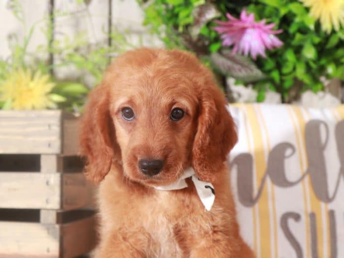 Garfield - Darling F1B Mini Goldendoodle Puppy (Rescue) - Image 4