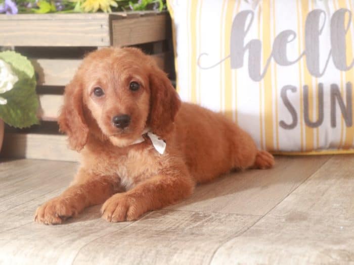 Garfield - Darling F1B Mini Goldendoodle Puppy (Rescue) - Image 3