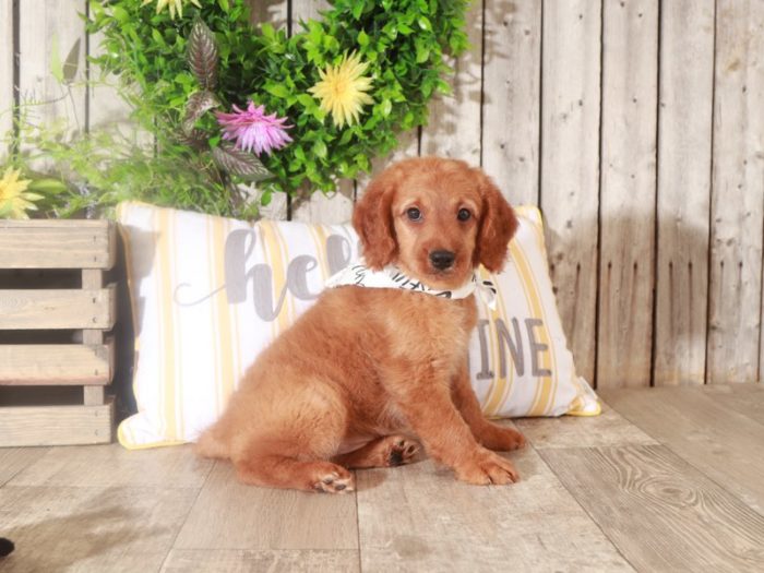 Garfield - Darling F1B Mini Goldendoodle Puppy (Rescue)