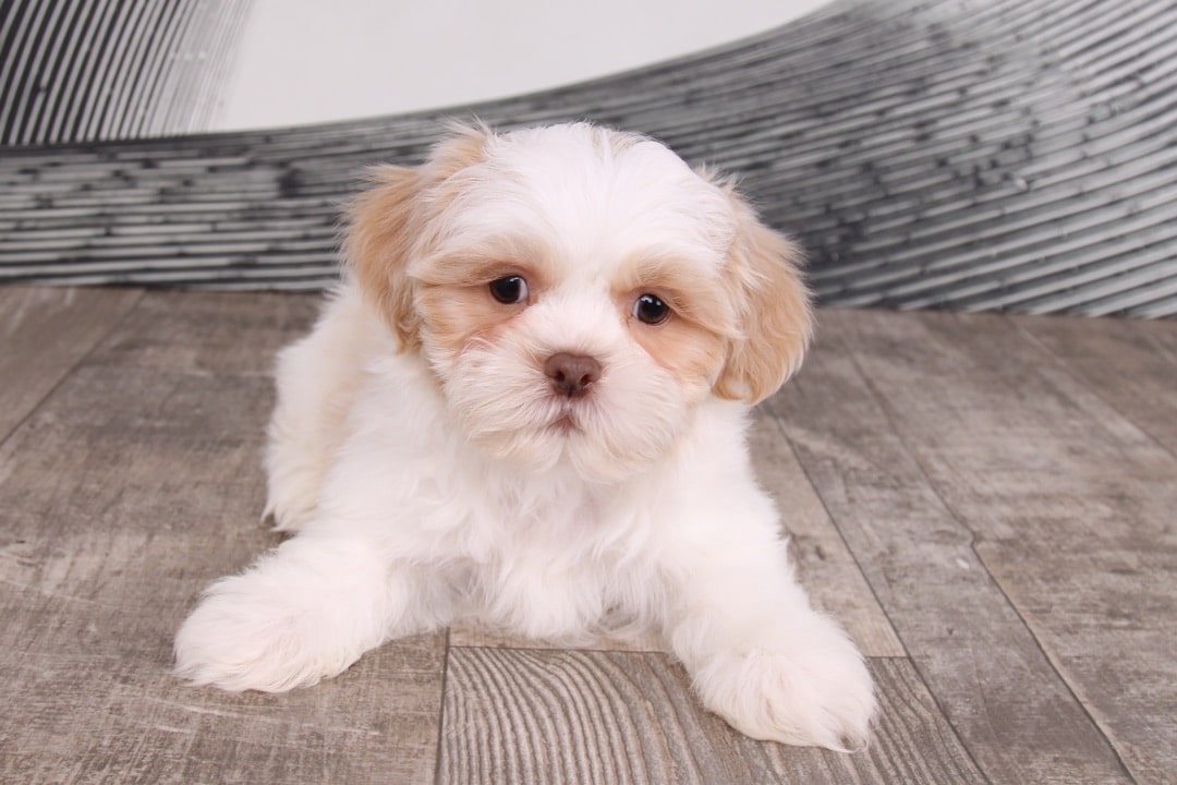 Garrett- Wonderful Brown and White Male Shih-Tzu Puppy - Image 2