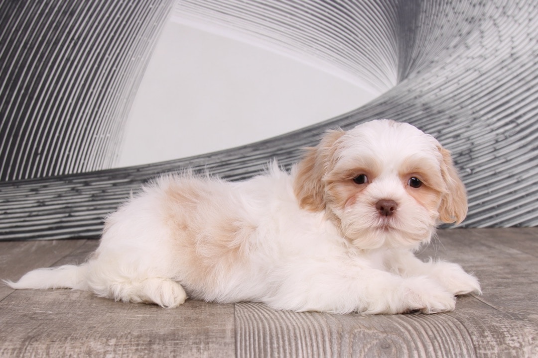 Garrett- Wonderful Brown and White Male Shih-Tzu Puppy - Image 3