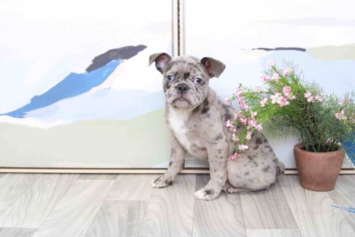 Gary - Handsome Merle Male Frenchton Puppy