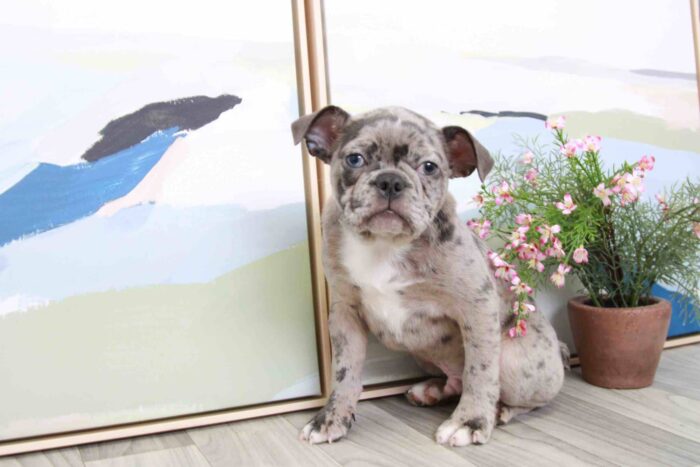 Gary - Handsome Merle Male Frenchton Puppy - Image 2