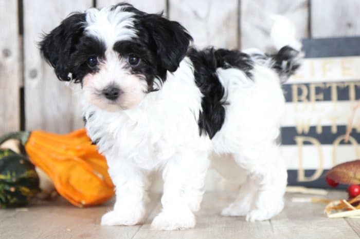 Georgey - TEACUP Maltipoo Puppy