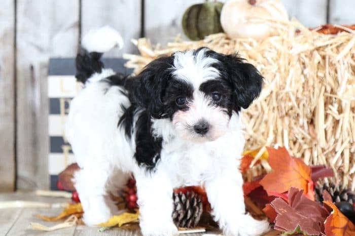 Georgey - TEACUP Maltipoo Puppy - Image 3