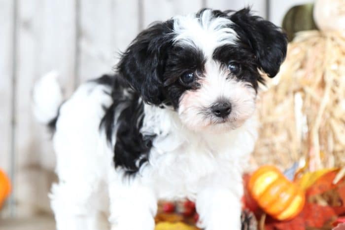 Georgey - TEACUP Maltipoo Puppy - Image 2