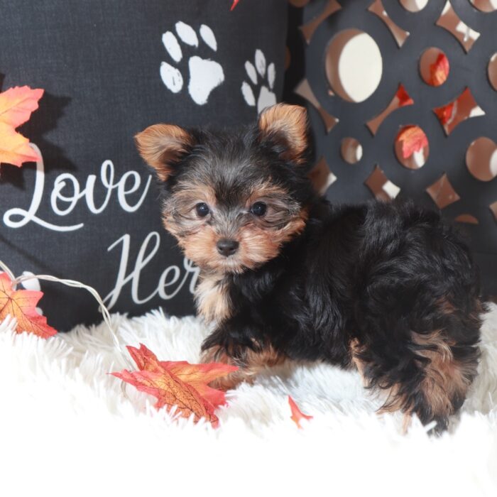 Georgia-Sweet Female Toy Yorkie - Image 6