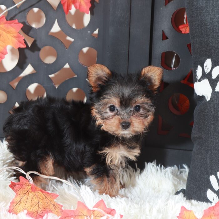 Georgia-Sweet Female Toy Yorkie