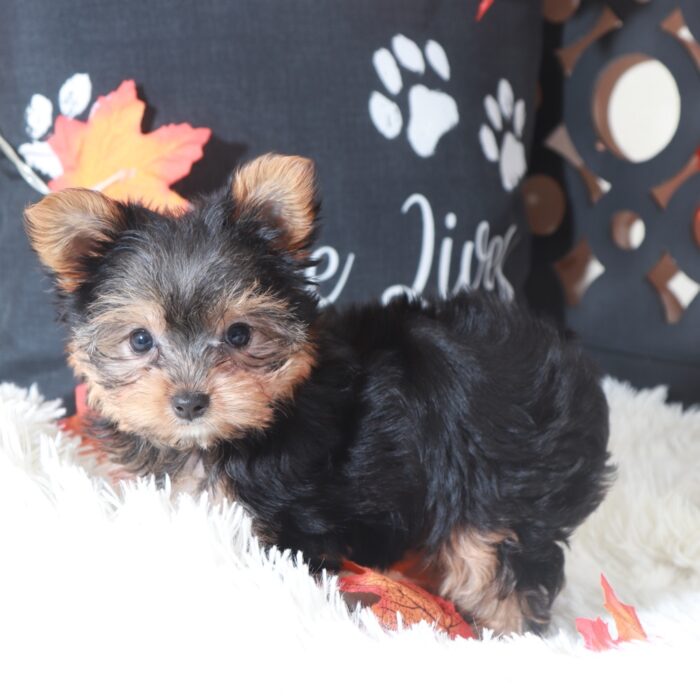 Georgia-Sweet Female Toy Yorkie - Image 3