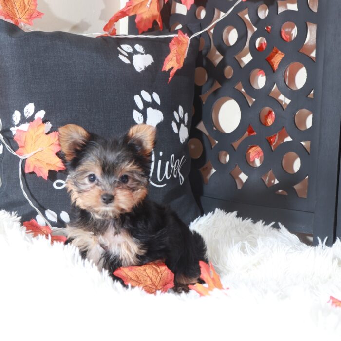 Georgia-Sweet Female Toy Yorkie - Image 4
