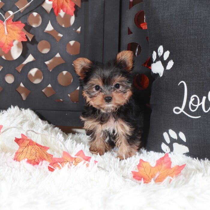 Georgia-Sweet Female Toy Yorkie - Image 5
