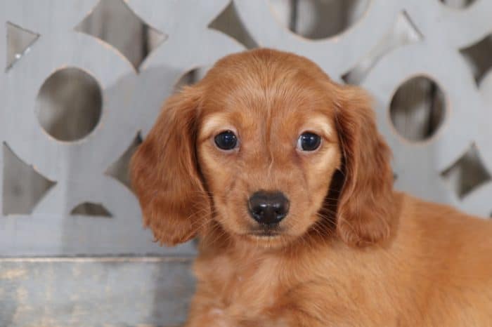 Gertie - Cute Dachshund