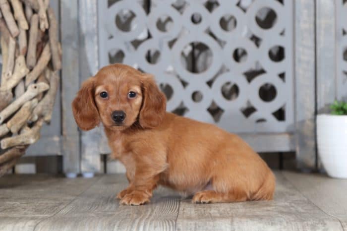 Gertie - Cute Dachshund - Image 2