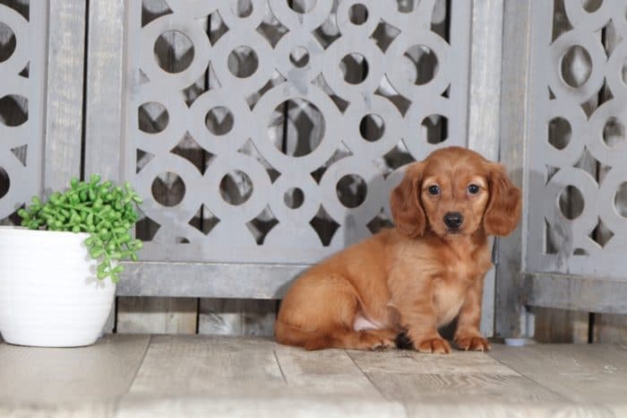 Gertie - Cute Dachshund - Image 4