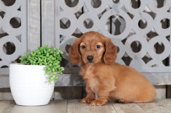 Gertie - Cute Dachshund - Image 3