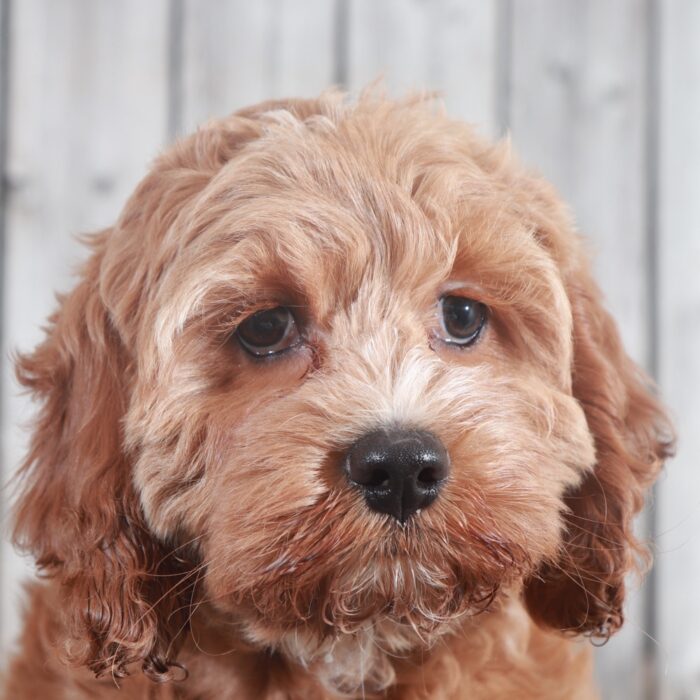 Gidget Gorgeous Red Cockapoo-Ohio - Image 3
