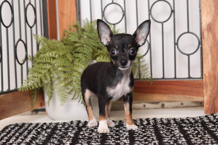 Gidget - Adorable Little Female ACA Chihuahua Puppy