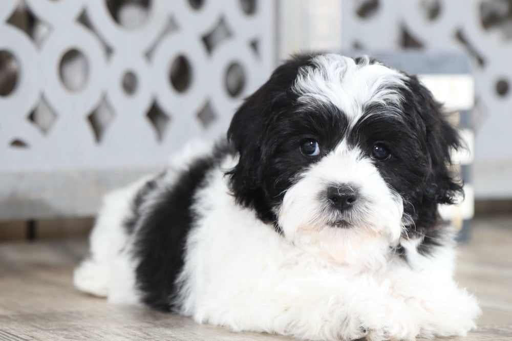 Gidget - Fancy Teddy Bear - Image 2
