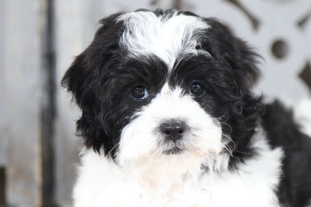 Gidget - Fancy Teddy Bear - Image 3