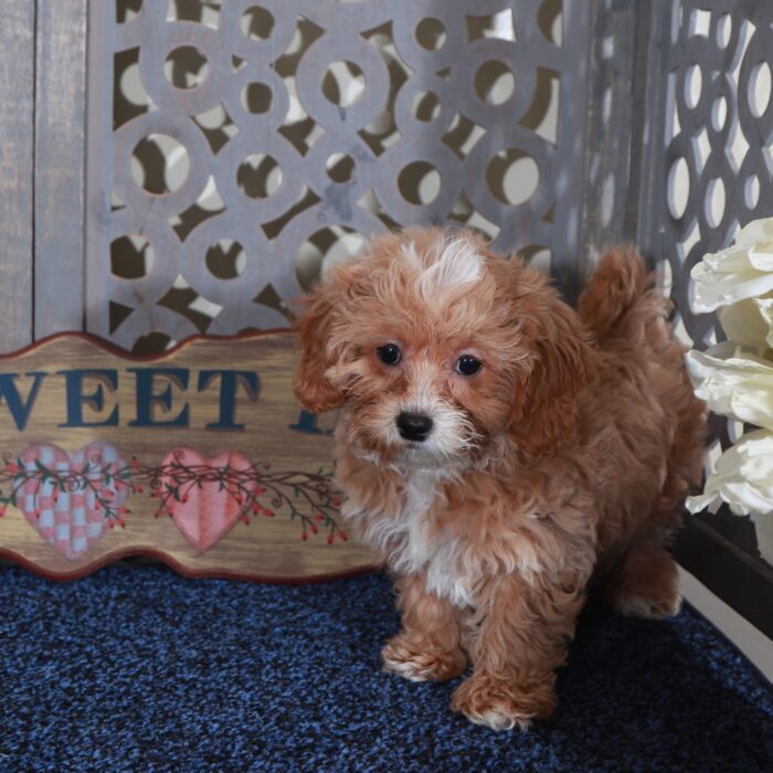 Ginger-Darling Shih-poo Puppy - Image 2