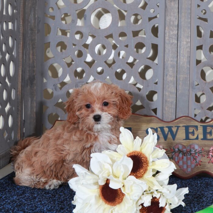 Ginger-Darling Shih-poo Puppy - Image 3