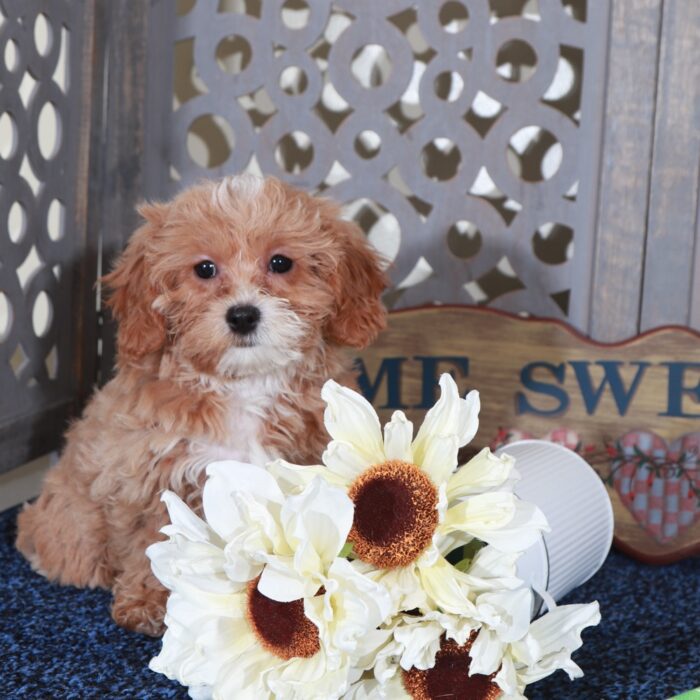 Ginger-Darling Shih-poo Puppy - Image 4